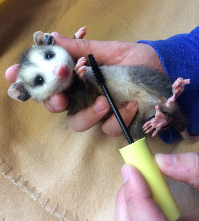 Donating to Wands for Wildlife