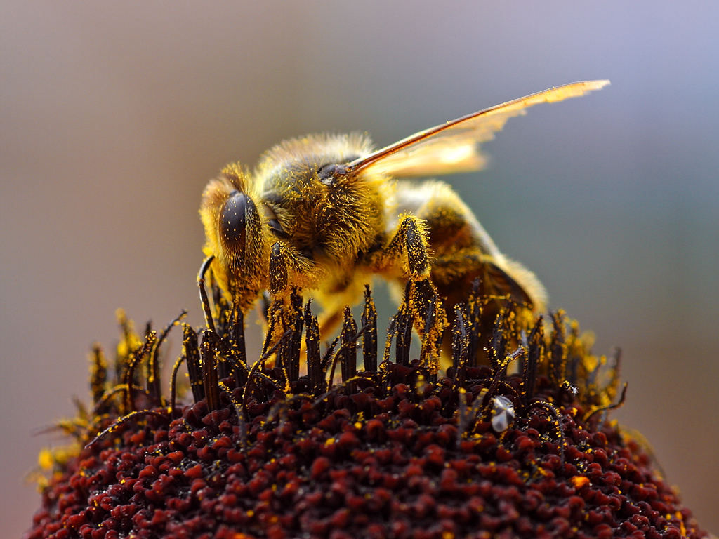 Our Pollinating Friends: Why We Need Bees